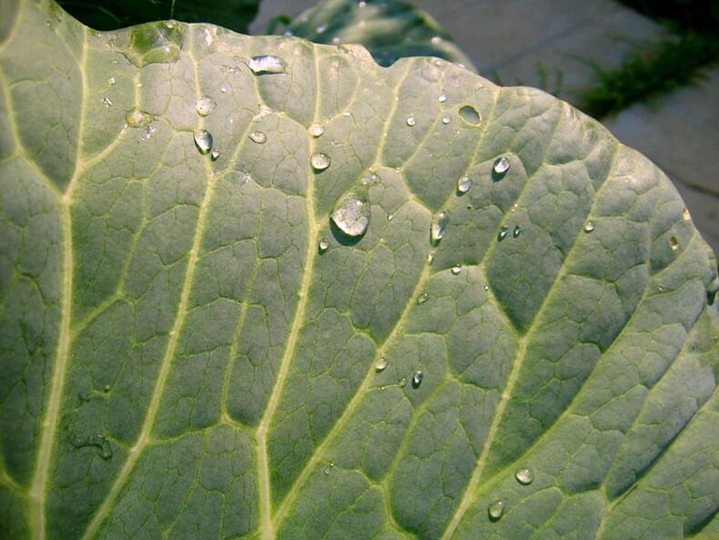 A cabbage leaf compress will help you get rid of varicose veins on your legs